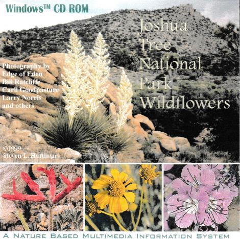 Joshua Trees National Park Wildflowers