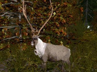 Cabela's GrandSlam Hunting: North American 29