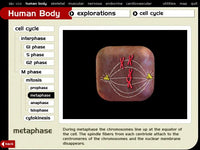 The Dynamic Human 2.0
