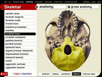 The Dynamic Human 2.0