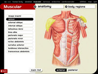The Dynamic Human 2.0