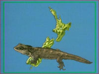 Tell Me Why: Insects, Reptiles, Plants & Animals w/ No Artwork