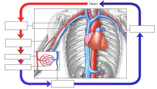 Interactive Physiology: Instructor's Guide 2