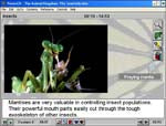 Survey Of The Animal Kingdom: Invertebrates: Insects Springtails Through Wasps And Bees