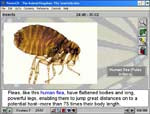 Survey Of The Animal Kingdom: Invertebrates: Insects Springtails Through Wasps And Bees