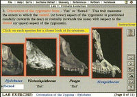 Virtual Laboratories For Physical Anthropology 2nd
