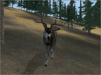 Deer Hunter  2004
