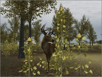Deer Hunter  2004