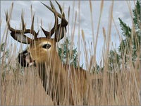 Deer Hunter  2004