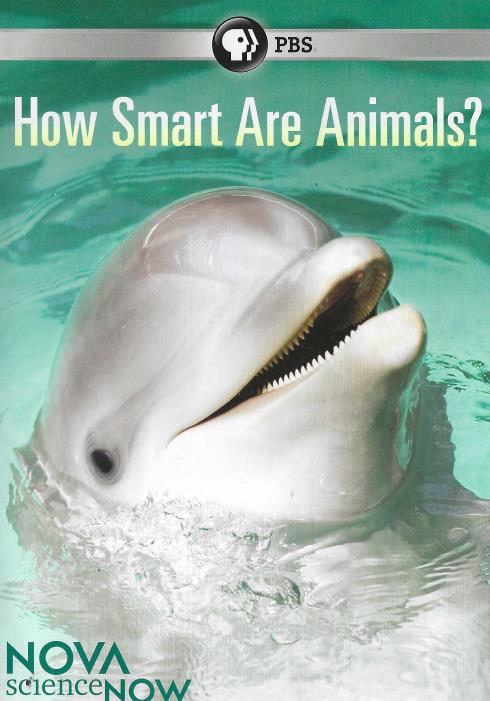 How Smart Are Animals