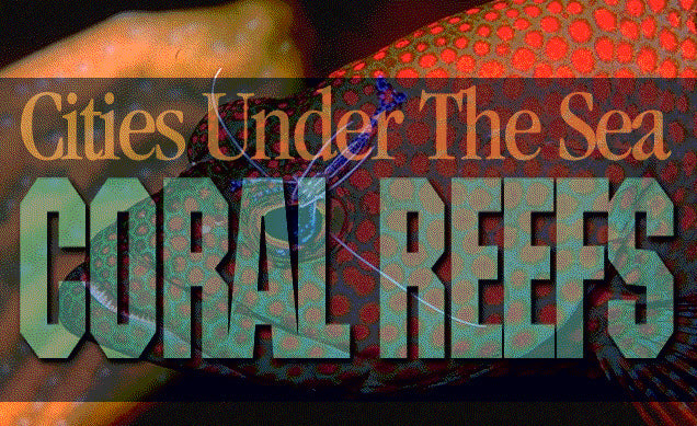 Cities Under The Sea: Coral Reefs
